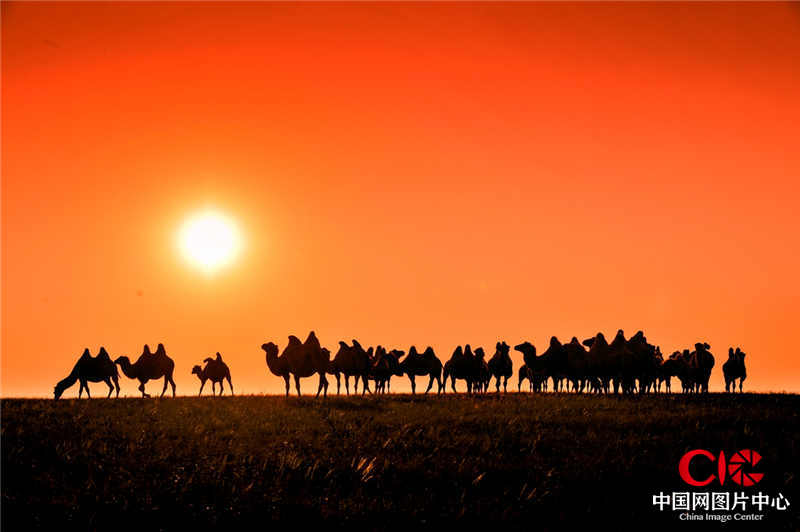夕陽駱駝 和平攝
