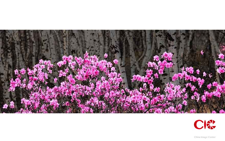 白樺木影斜，杜鵑啼血紅2012年5月攝于扎魯特旗海日罕林場 王金 攝