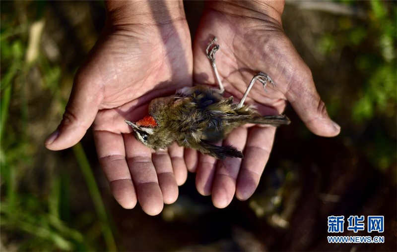 10月10日，护鸟志愿者手捧已经死亡的红喉歌鸲。