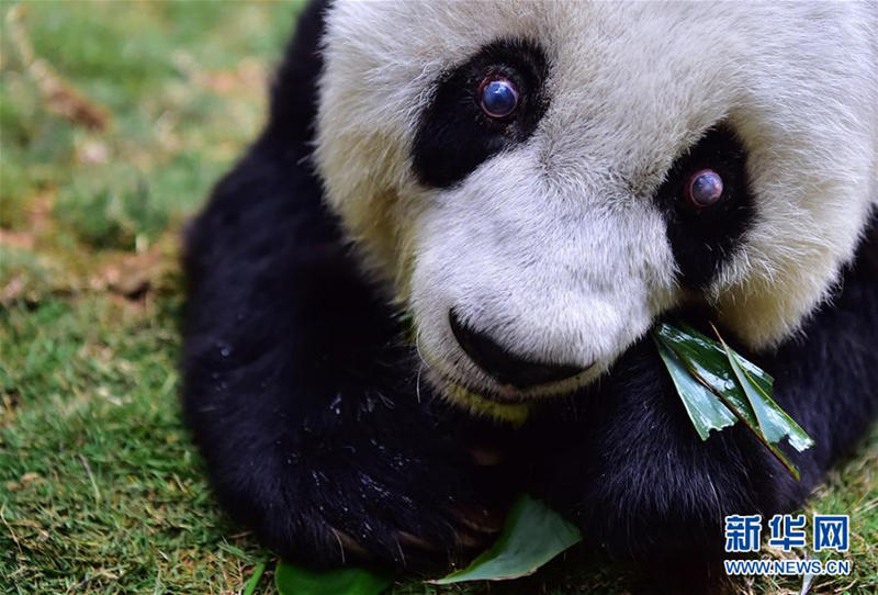 这是1月17日在海峡（福州）大熊猫研究交流中心拍摄的大熊猫“巴斯”。