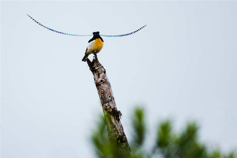 萨克森风鸟——拍摄地点：巴布亚新几内亚
