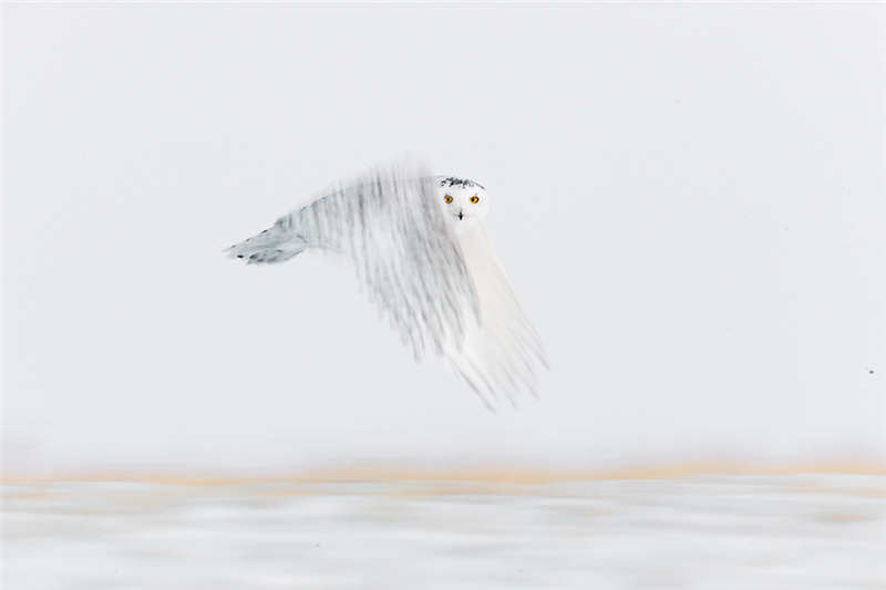 雪鴞——拍摄地点：中国内蒙古