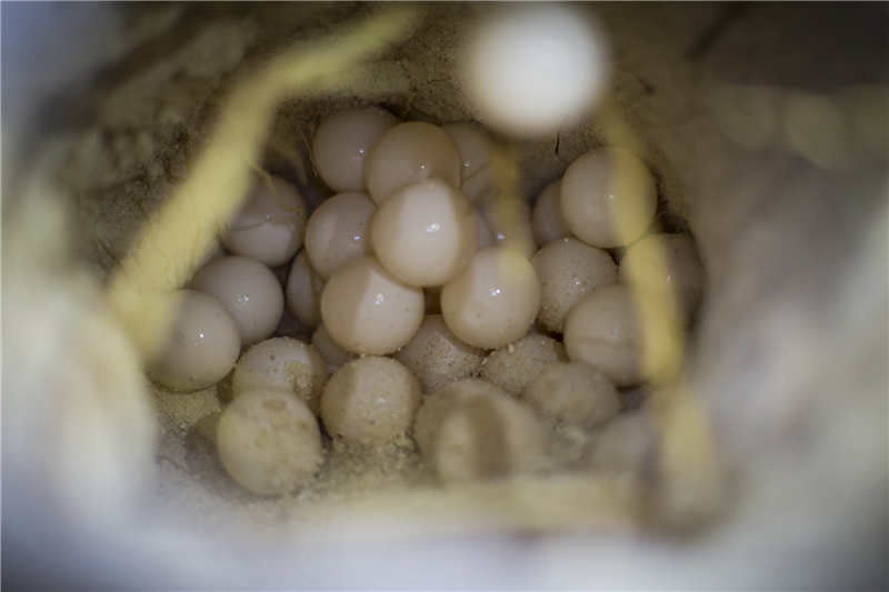绿海龟产卵整个过程，通常会持续两到三个小时，每窝平均会产七八十枚蛋。但绿海龟存活率较低，每一百只小海龟都很难存活一只，成熟时间也要二十年