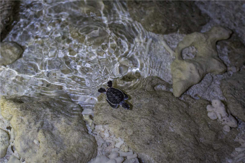 就在海龟产蛋的沙滩不到50米远的地方，一窝小海龟破壳而出。渔民说，一边大海龟产蛋，一边小海龟出窝，是非常难得的幸事。