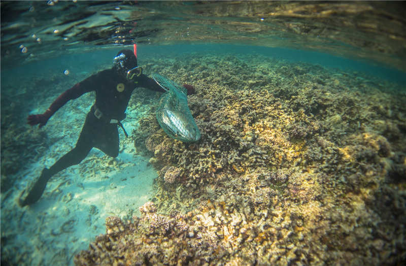 七连屿附近的大面积珊瑚礁，是珍贵鱼虾贝类绝佳的栖息场所，特别是海参、鲍鱼、龙虾、红石斑等海洋珍品。