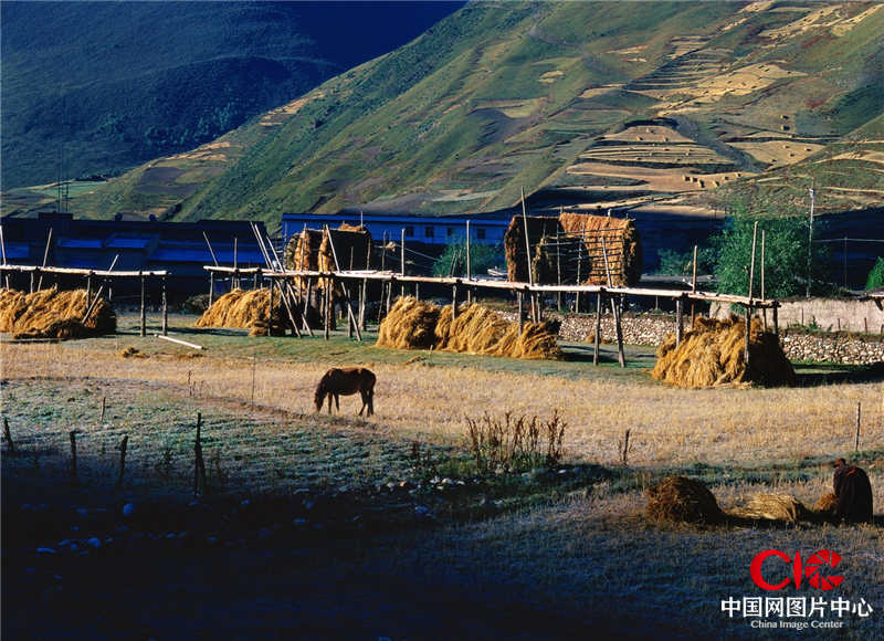 2004年9月，西藏，藏北草原，青稞收获的时候