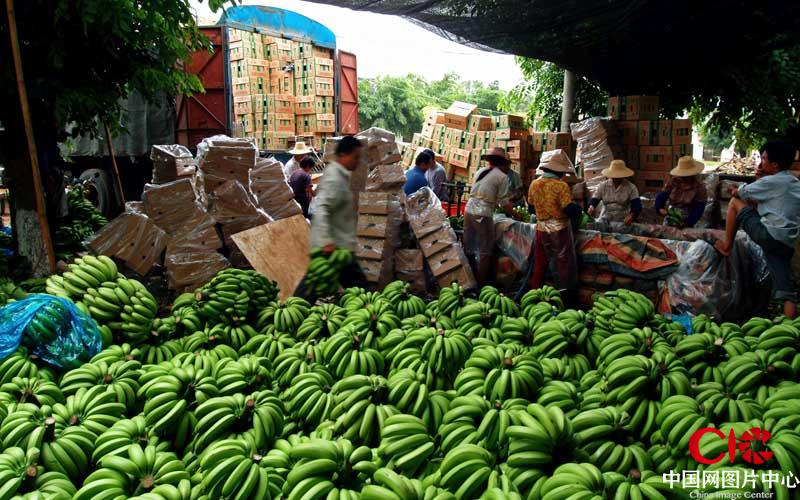 又是一个丰收年。海南香蕉全国闻名，每到香蕉收获季节，全国各地的拉蕉车齐聚产地一片繁忙。