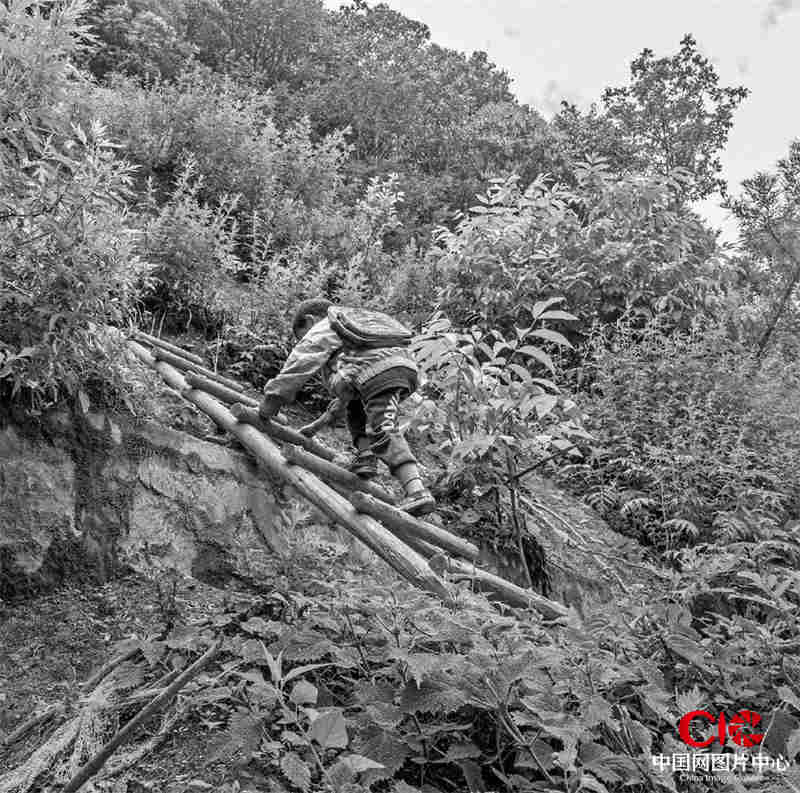 夏季暴雨引发山洪冲毁了山路，村民用竹梯假设通行便道，放学回家的孩子正从便道上通过。