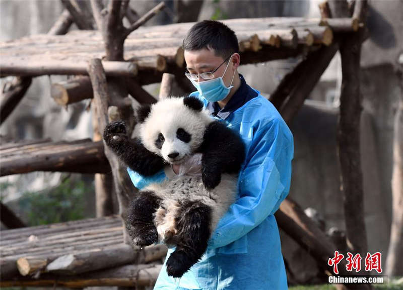 大熊猫"奇一"抱大腿成网红