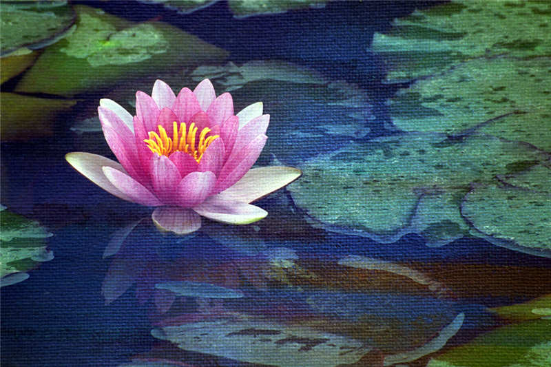 石广智:花非花