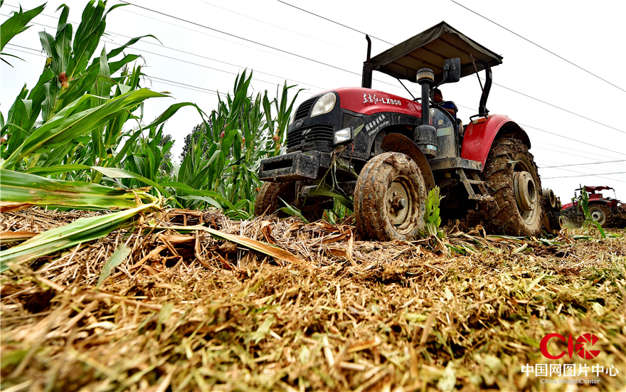 8月4日，永年县小北汪村，工作人员正在驾驶翻耕机整理被洪水冲毁的耕地，为复耕打基础。