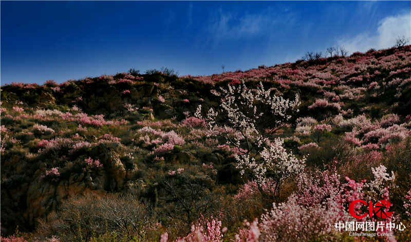 山花爛漫小井溝