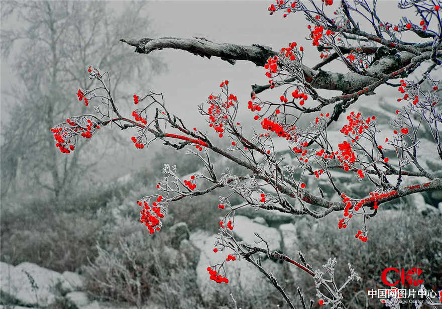 红梅傲雪   王义 摄