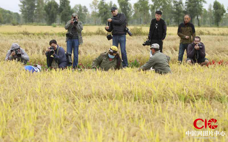 中外媒体摄影采风团在前郭灌区国营红光农场院士工作站水稻对比试验田拍摄手工作业。摄影：邱会宁