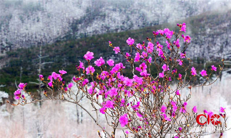 雪山紅杜鵑 田德剛攝  