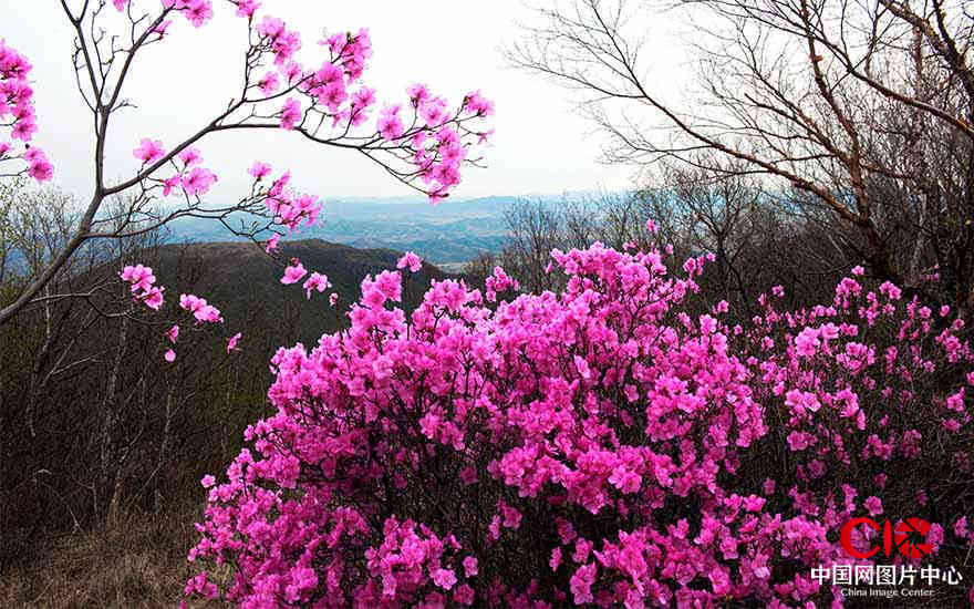 芳华谁堪比，娇艳天地间2012年5月摄于扎鲁特旗海日罕林场 王金 摄