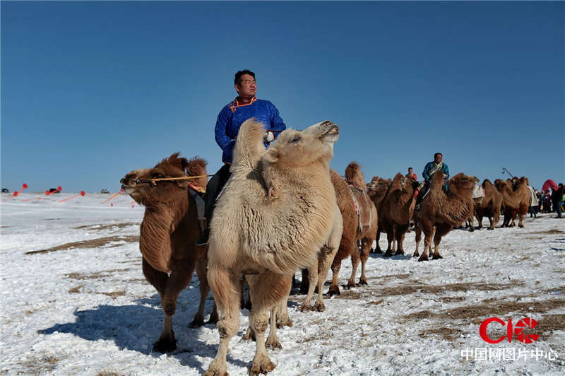首届骆驼冰雪旅游文化节 骆驼比赛  