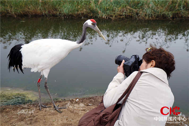 日本媒体摄影师佐渡多真子在向海自然保护区，与丹顶鹤零距离接触。