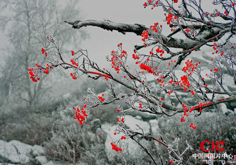 《红梅傲雪》王义