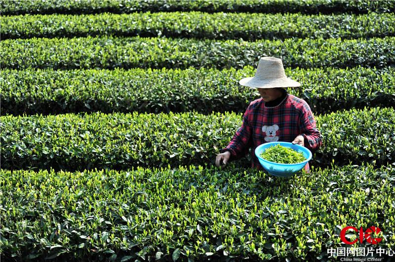 湖北宜昌:乡村生态茶园开园上市 茶农采摘春茶芽