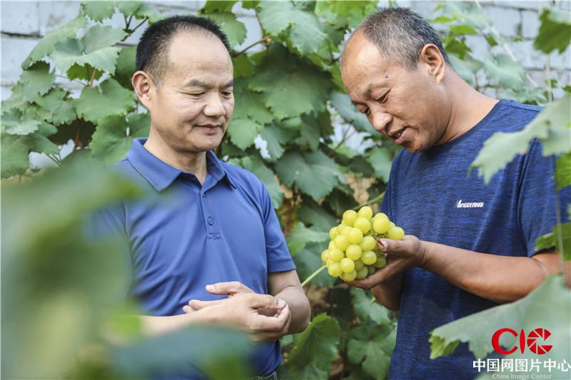 山东青岛:驻村"第一书记"费超引进葡萄园迎来葡萄丰收采摘季