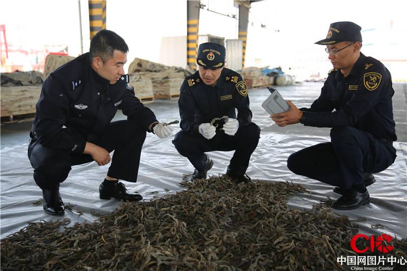 山东青岛青岛海关查获全国数量最大的海马干走私案