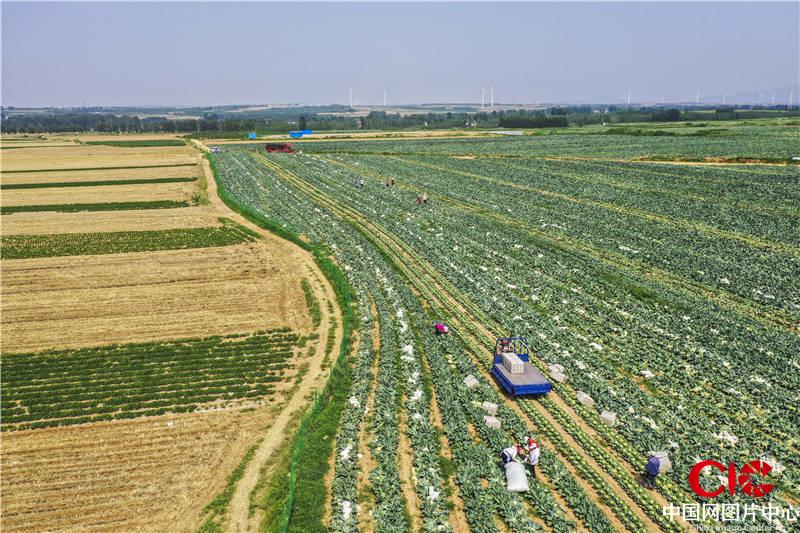 回家"农业综合产业园蔬菜示范基地,是青岛建设的首个绿色蔬菜种植基地