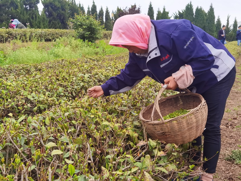 山东日照:初夏绿茶采摘忙